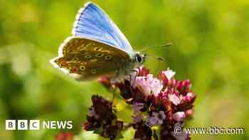 Calls to restore chalk grassland for rare insects