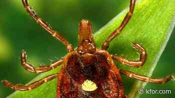 Think a tick bit your dog or cat? Here are symptoms to look for