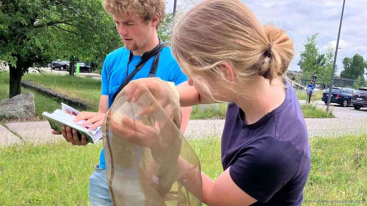 LBV wird Teil eines besonderen Schmetterlings-Projekts – auch Studierende engagieren sich