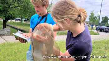 LBV wird Teil eines besonderen Schmetterlings-Projekts – auch Studierende engagieren sich