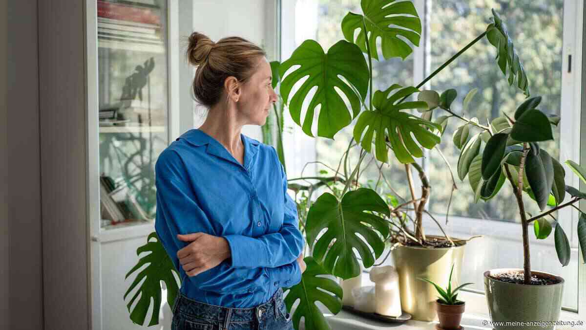 Wenn die Monstera „weint“ – was manche für einen Hilferuf halten, ist eigentlich ein gutes Zeichen