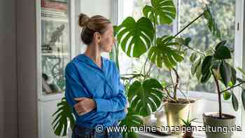 Wenn die Monstera „weint“ – was manche für einen Hilferuf halten, ist eigentlich ein gutes Zeichen