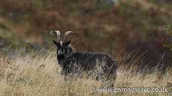 The feral Northumberland goats found wandering the Cheviot Hills
