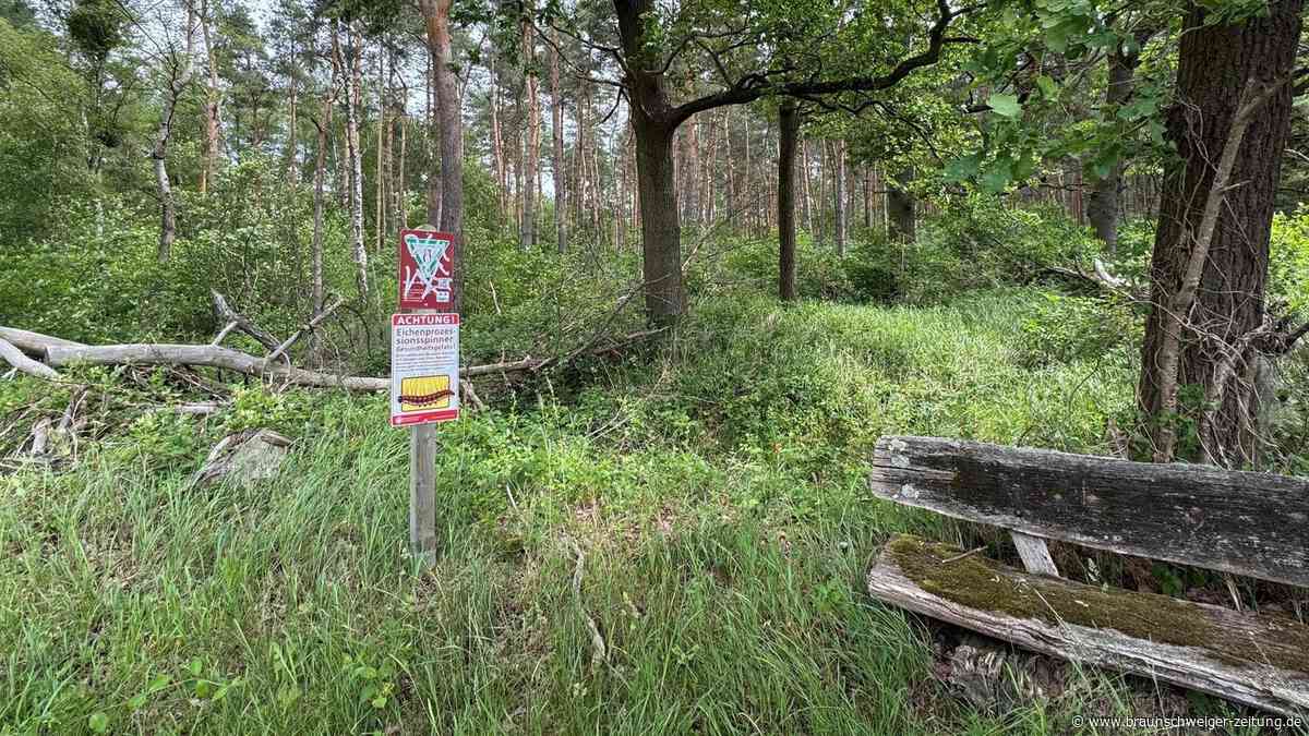 Giftige Raupen in Wolfsburg: Extrem hohes Aufkommen des Eichenprozessionsspinners
