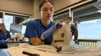 Florida Aquarium uses new ointment to treat severely injured sea turtle