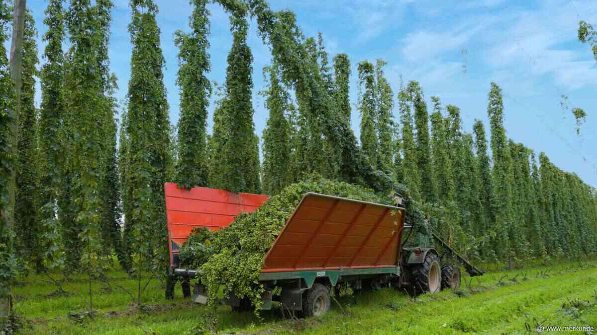 Bierkonsum steigt weltweit an: Deutsche Bauern dennoch in Krisenmodus – Grund ist offensichtlich
