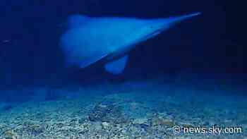 Rare shark studied in its natural habitat for first time - and it wasn't where researchers thought