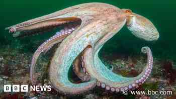 Quiz of the week: Octopuses, bunkers and rocking out