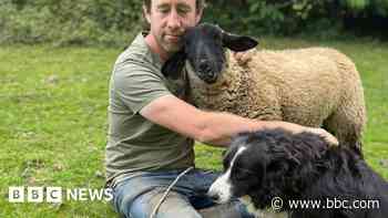 Farmer reported to RSPCA for herding own sheep