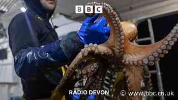 Are octopuses good for Devon fisherman?