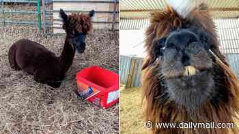 Elvis the Alpaca is on the 'naughty step' after going rogue, chasing a teacher, spitting at guests... and attacking anyone wearing a hat!