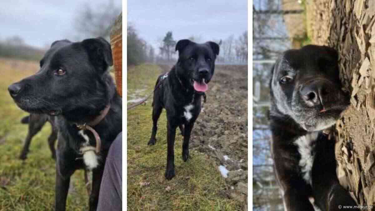 „Ängstlich und unsicher“: Tierheim sucht Zuhause für Hund Rocky