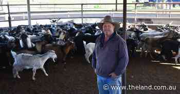 The 40 cent jump: producers cash in as goat prices surge past $7 a kilogram