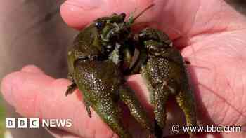 'Race against time' to rescue native crayfish