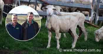 The Merino mandate: why these brothers ditched first-crosses to simplify the farm