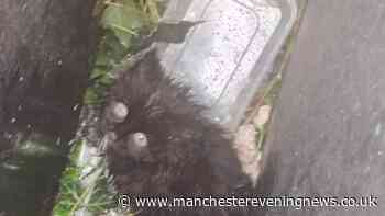 'Petrified' kitten 'dumped in dustbin' behind Oldham restaurant