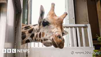 How a new arrival could help save rare giraffe
