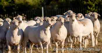 How a Middle East demand slump is impacting Australian sheep producers