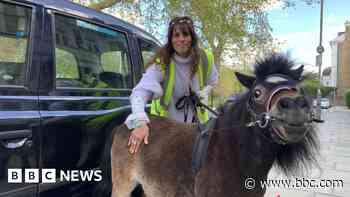 'He's a life saver': The miniature therapy horse that travels by taxi