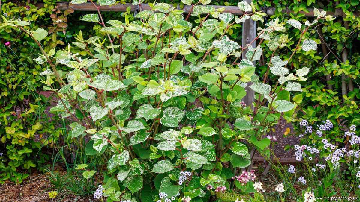 Common plants that will take over your garden - 4 to stop growing now