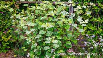 Common plants that will take over your garden - 4 to stop growing now