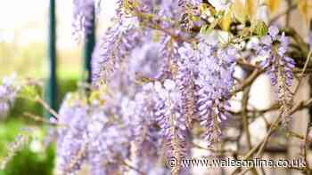 Gardeners urged to avoid growing 4 invasive plants that could damage your home