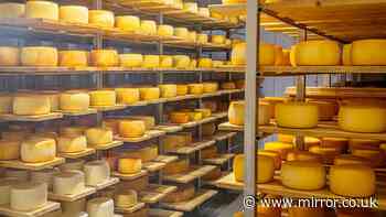 Widow sues company for £200k as husband dies after eating infected cheese