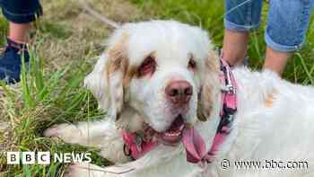 Clumber spaniels gather at their ancestral home