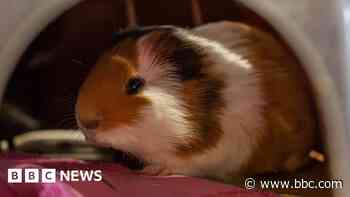 Charity steps in after accidental guinea pig boom