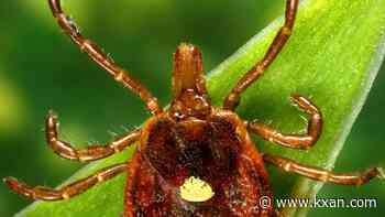Think a tick bit your dog or cat? Here are symptoms to look for