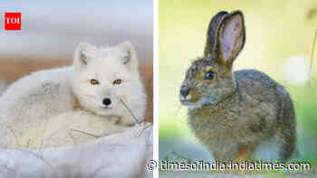 These 5 animals turn white in winter – here's why
