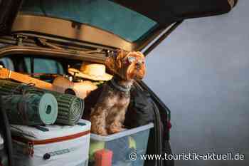 Roadtrip mit Hund: Niederlande führen Ranking an