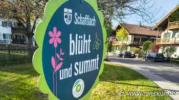 Blühflächen in Waakirchen abgemäht: Vorgehen im Gemeinderat kritisch diskutiert