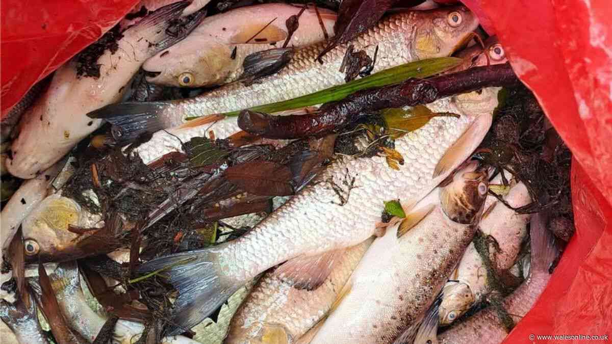 Hundreds of fish found dead in Cardiff park