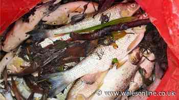 Hundreds of fish found dead in Cardiff park
