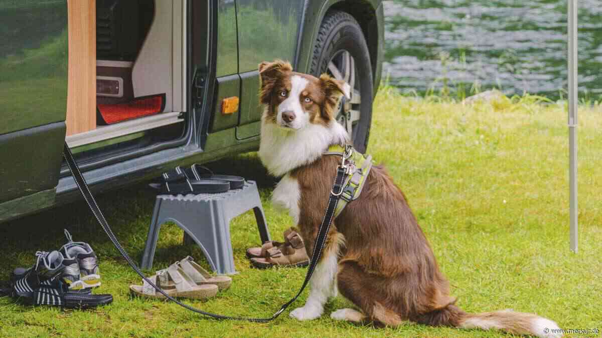 Unterwegs mit dem Hund: Worauf Sie beim Camping achten sollten
