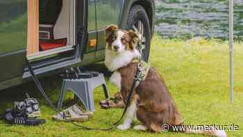 Unterwegs mit dem Hund: Worauf Sie beim Camping achten sollten