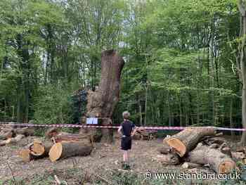 Settlement for felling of 500-year-old oak tree beside Toby Carvery 'a complete cop-out'