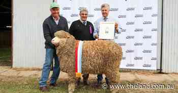 'One extreme to the other': drought to sheep show glory as SA stud returns to Hay