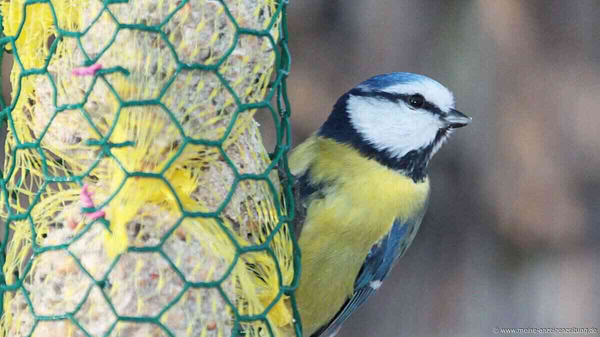 Nabu-Experte schlägt Alarm: Diese Fehler bei der Vogelfütterung können tödlich enden