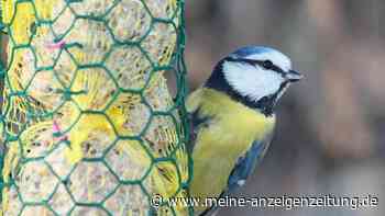 Nabu-Experte schlägt Alarm: Diese Fehler bei der Vogelfütterung können tödlich enden