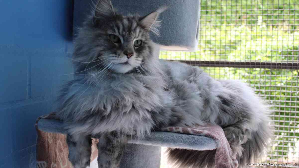 Großer Kater, großes Herz: Simba hofft in Braunschweig auf eine zweite Chance