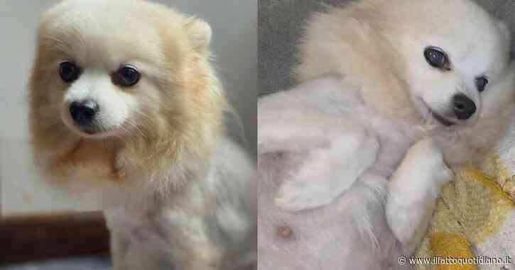 “La scambio con un frigorifero”: l’annuncio choc su Facebook. Salvata una cagnolina in gravi condizioni: “Ora sarai amata e non sarai mai più trattata come una merce”