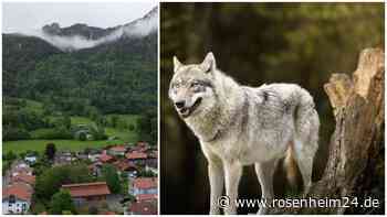Wieder eine Spur? Rätsel um Foto des Chiemgauer Wolfs – Klarheit um totes Tier in Österreich