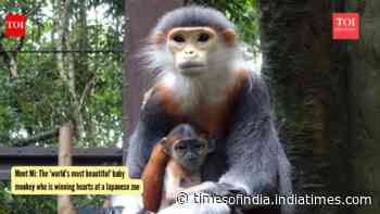 Meet Mi: The 'world's most beautiful' baby monkey who is winning hearts at a Japanese zoo