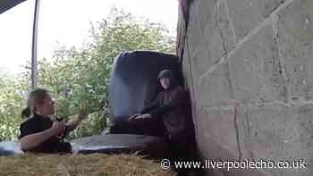 Moment burglar found hiding in barn after causing £100k worth of damage