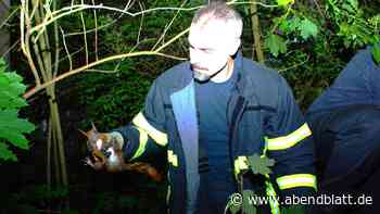 Feuerwehr rettet verletztes Eichhörnchen aus einem Baum