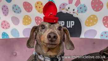 Newcastle bar to transform into Pup Up Café for huge summer party for dogs
