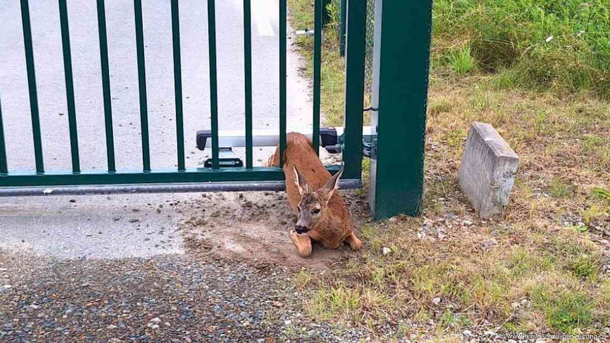 Tierische Rettungsaktion: Feuerwehr befreit Rehbock aus Stahltor in Gifhorn