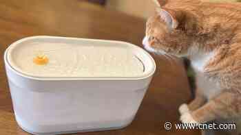Best Cat Water Fountains of 2026: High-Tech Hydration